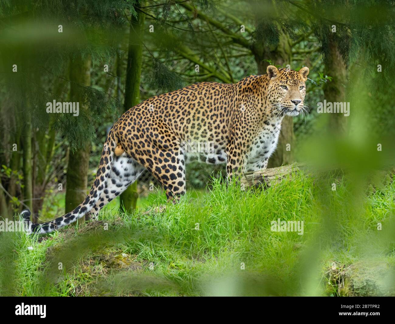 Panthera pardus kotiya aus Sri Lanka. Stockfoto