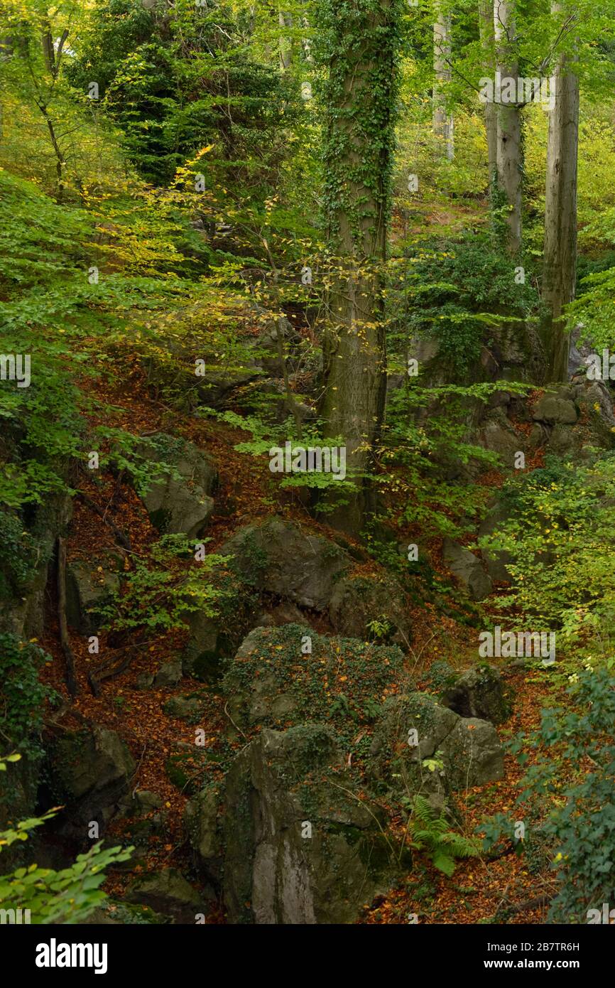 Felsenmeer, berühmte Naturschutzgebiet, Meer von Felsen in der Nähe von Hemer, Sauerland, wild-romantischen Buchenwald im Herbst, Herbst, in Deutschland, in Europa. Stockfoto