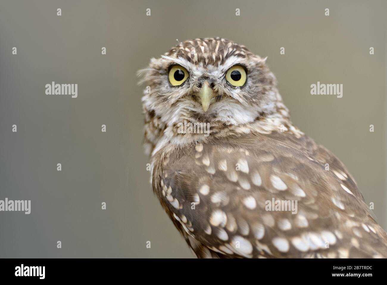 Kleine Eule / Minervas Eule ( Athene noctua ), kleine Eulenarten, in ganz Europa verbreitet, schauend auf Erfroren, direkten Augenkontakt, lustiger Greifvogel. Stockfoto