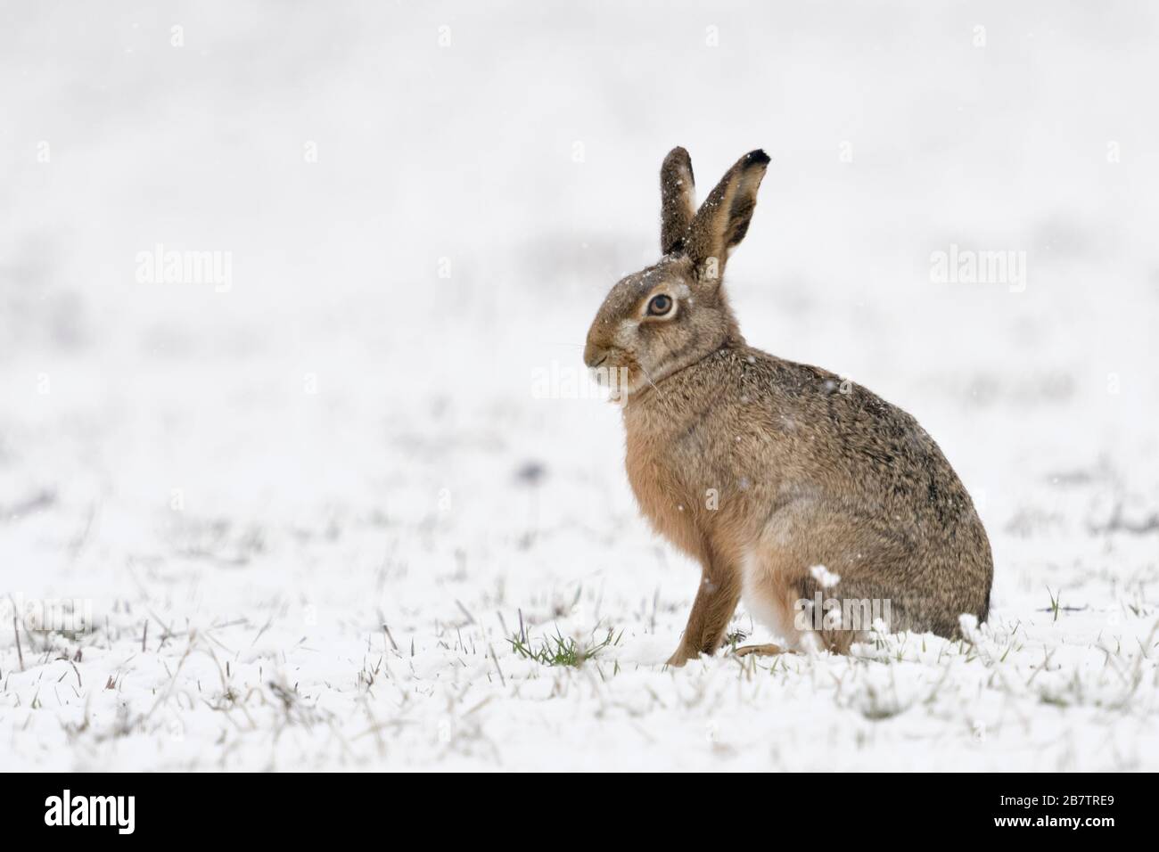 Feldhase/Europäischen Hase/Feldhase (Lepus europaeus) im Winter, im Schnee, Schneefall, süß aussieht, Seitenansicht, Wildlife, Europa. Stockfoto