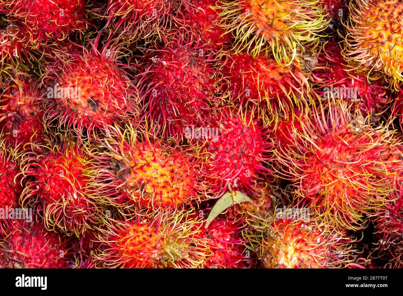 Nahaufnahme von Rambutan-Früchten (Nephelium lappaceum) Stockfoto