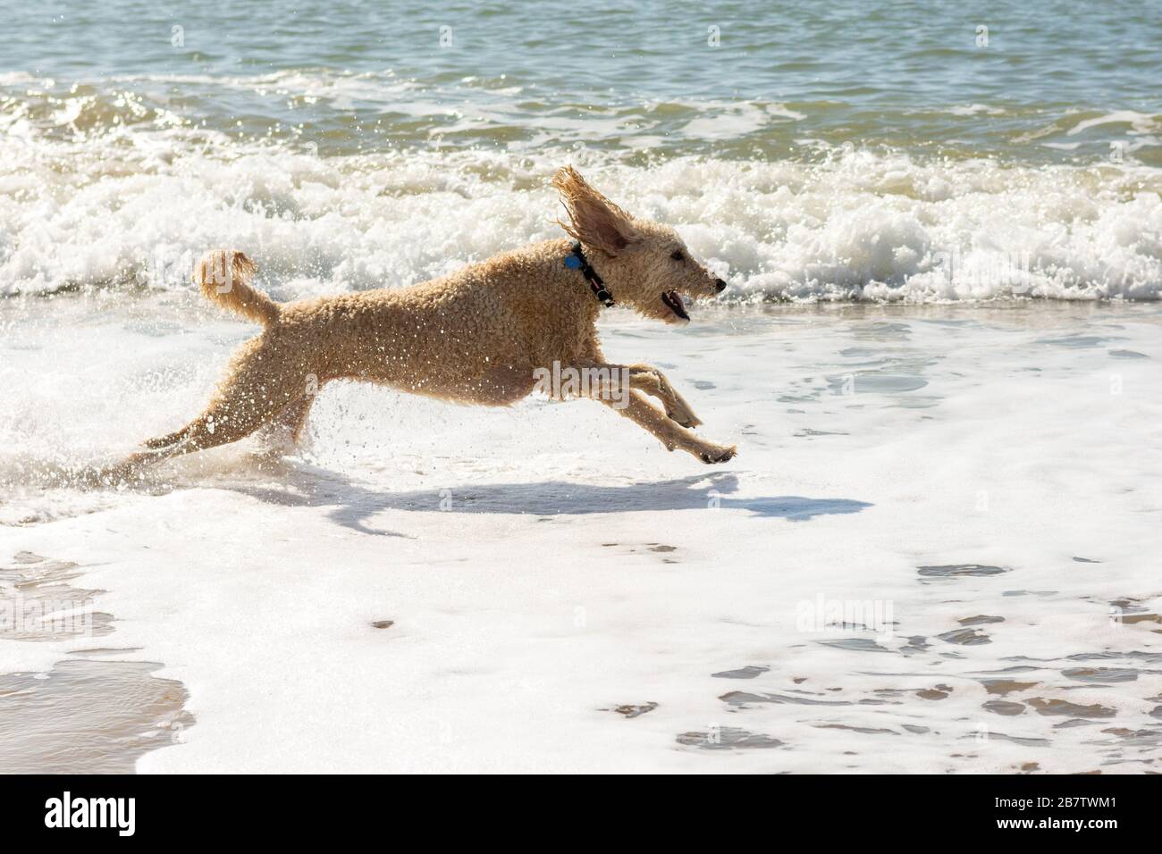 Pudel-Kreuzhund, der durch Meerwasser läuft Stockfoto