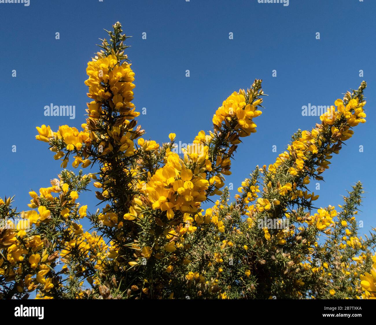Gorse Büsche in voller Blüte mit blauem Himmel hinten. Ulex europaeus. Stockfoto