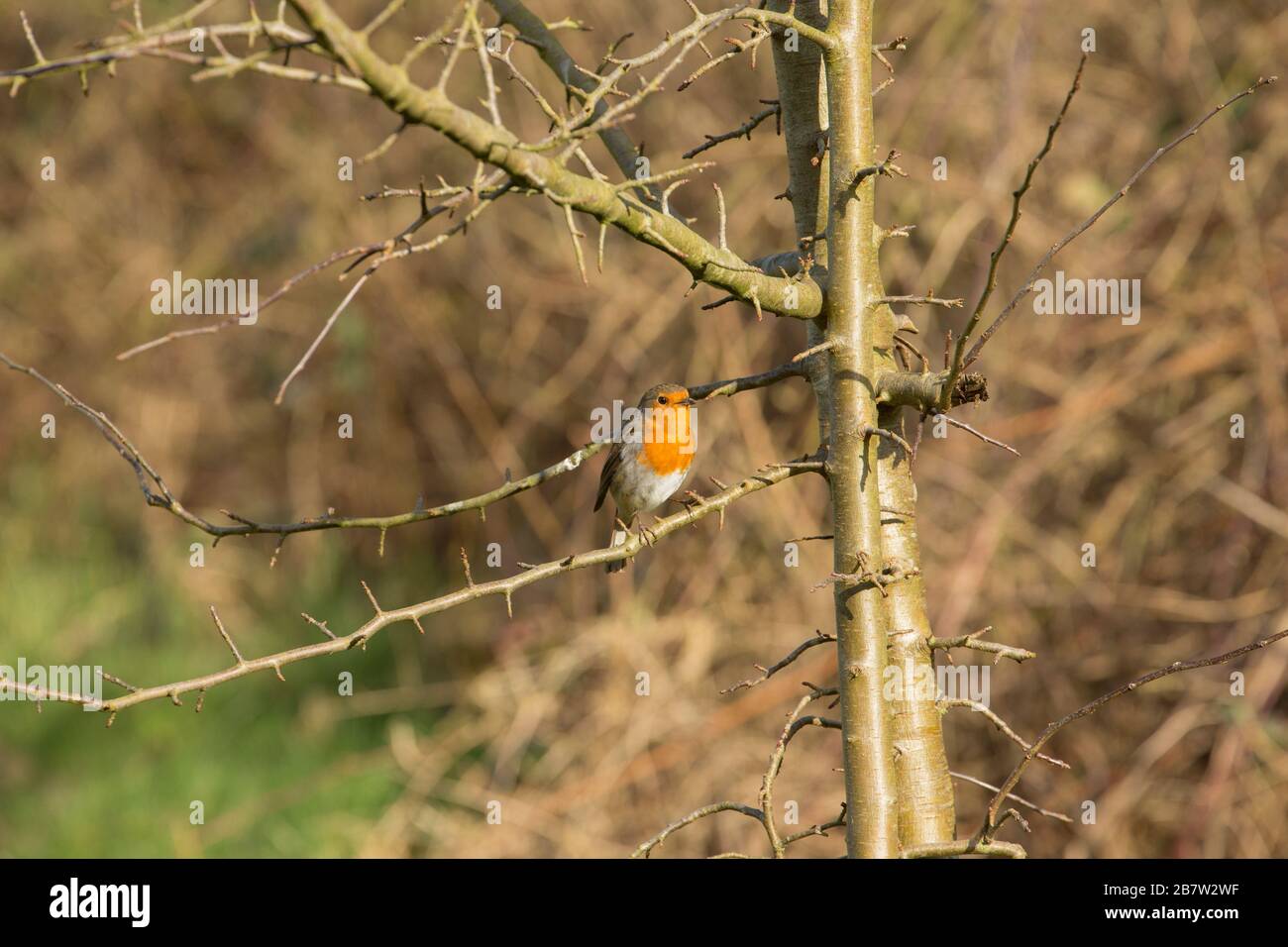Ein Robin, Ericathus rubecula, der im März in einem Weißdornbaum neben einem öffentlichen Fußweg verstricken war. Gillingham North Dorset England GB Stockfoto