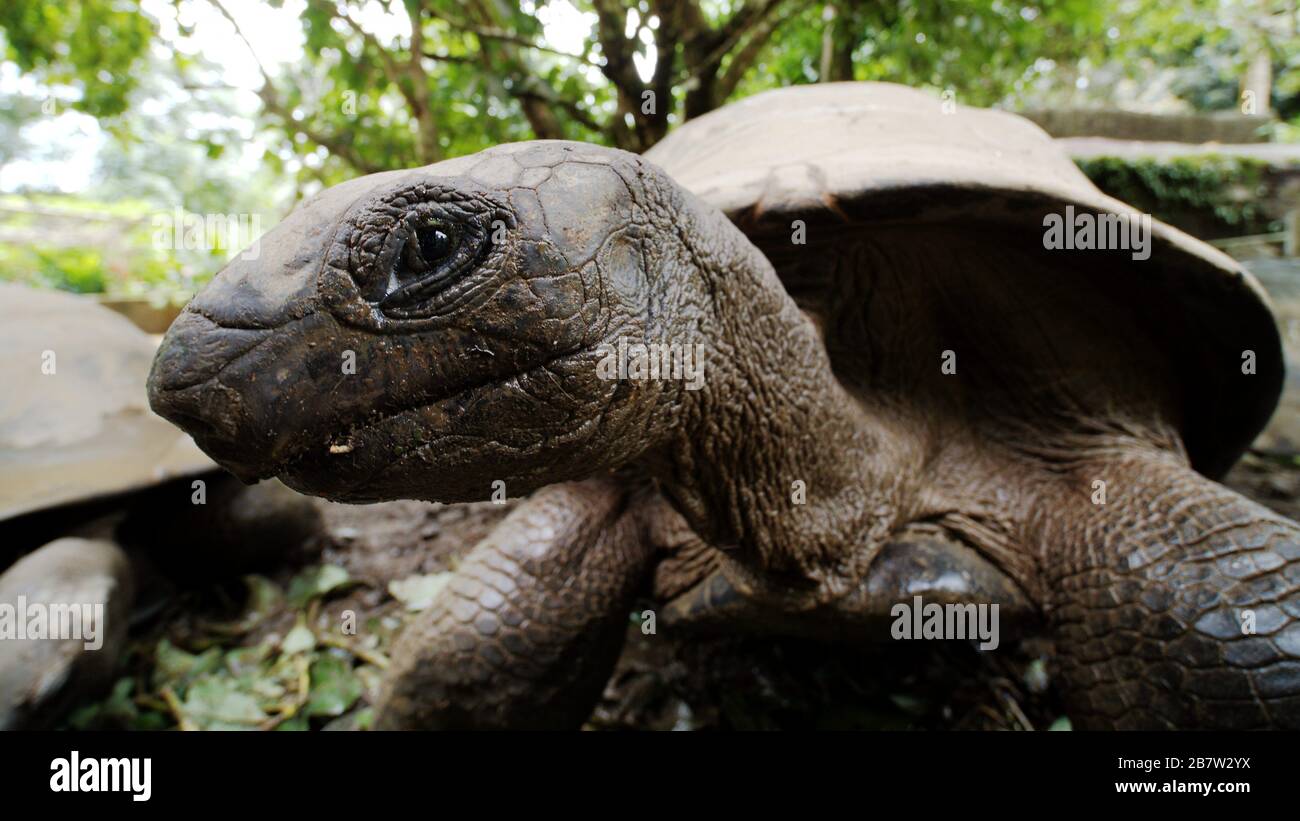 Aldabra-Riesenschildkröte Mahe, Seychellen Stockfoto