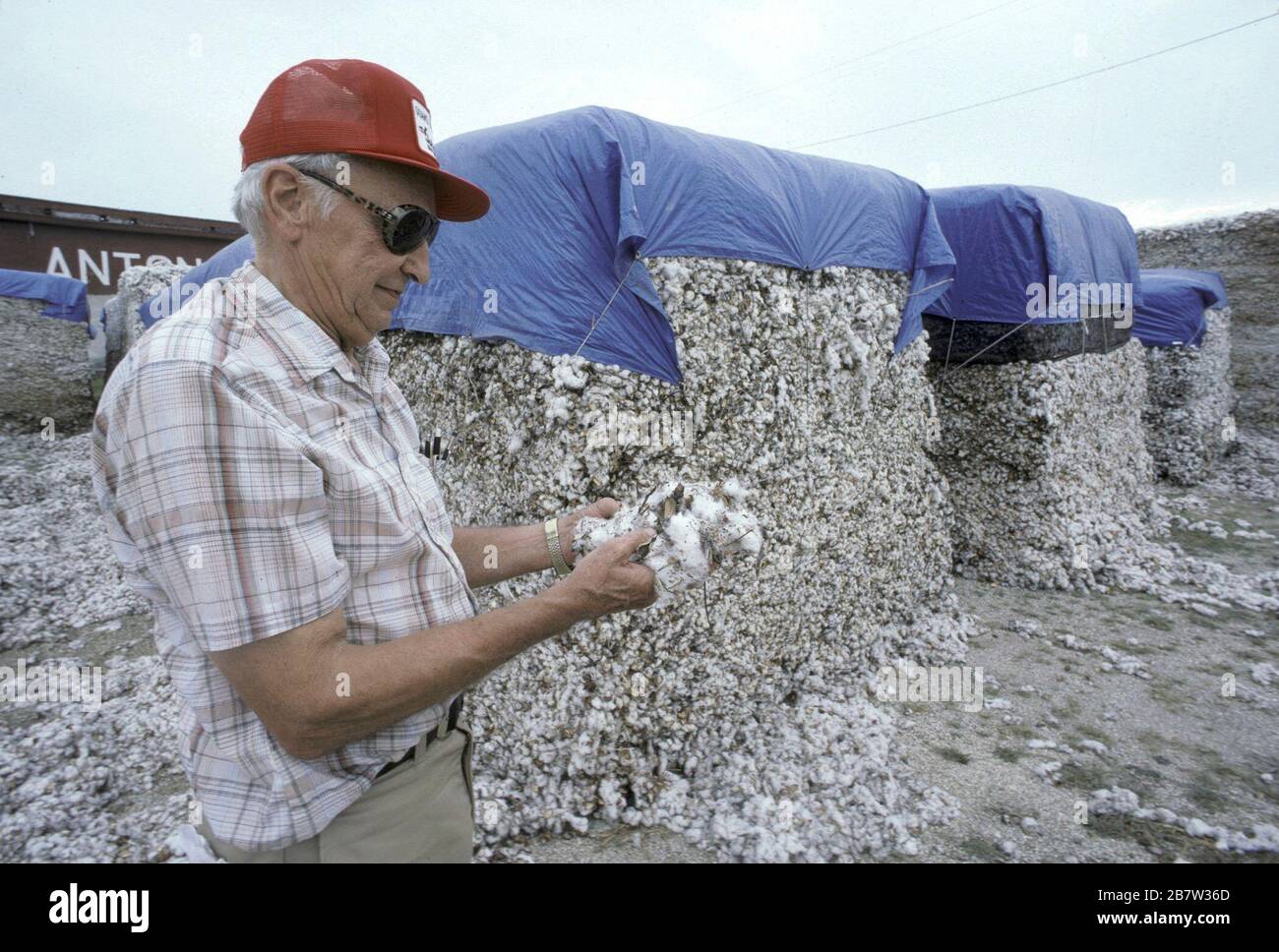 Lockhart, Texas USA, 1988: Älterer Anglo-Mann inspiziert gerade gepflückte Baumwolle auf dem Feld, die zur Verarbeitung bereit ist. Modellversion. ©Bob Daemmrich Stockfoto