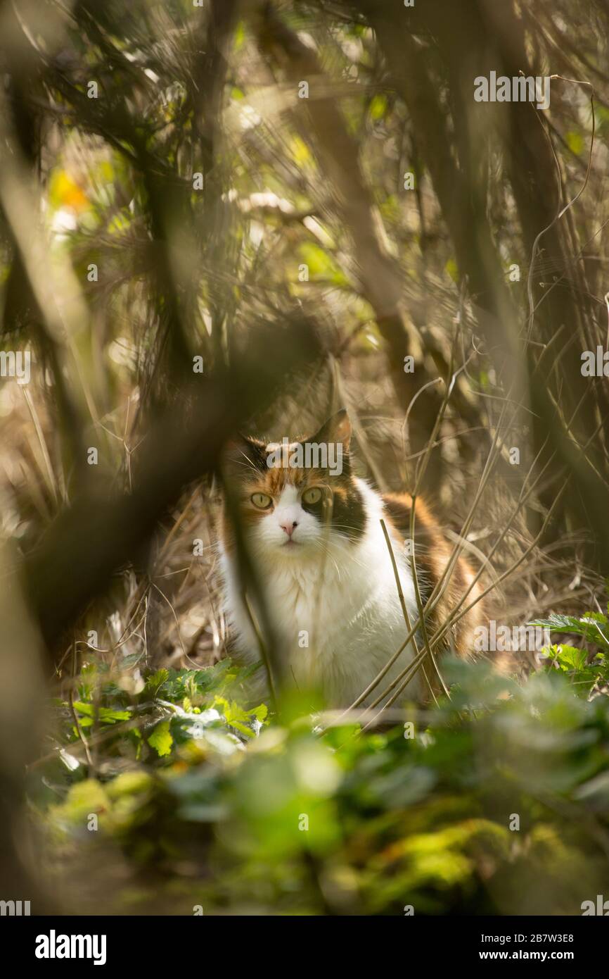 Eine Hauskatze am Waldrand. In Großbritannien sind Katzen dafür verantwortlich, Millionen von Singvogelarten zu fangen. Dorset England GB Stockfoto