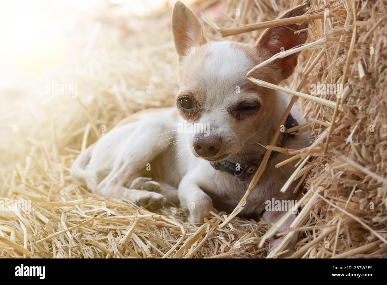 Der junge Chihuahua-Hund ruht auf Reisstroh Stockfoto Der junge Chihuahua-Hund ruht auf Reisstroh Stockfoto