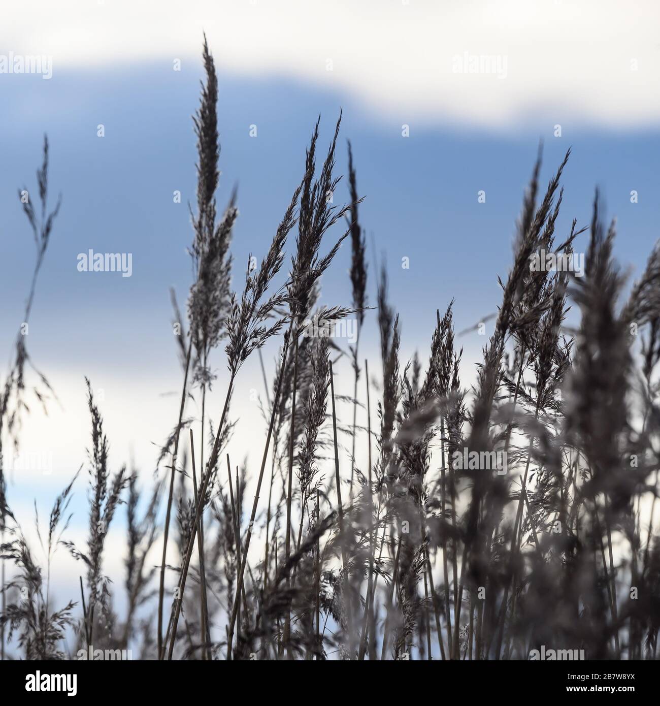 Burton Mere RSPB Reserve, Cheshire Stockfoto