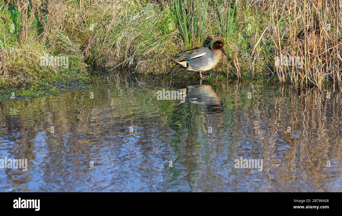 Burton Mere RSPB Reserve, Cheshire Stockfoto