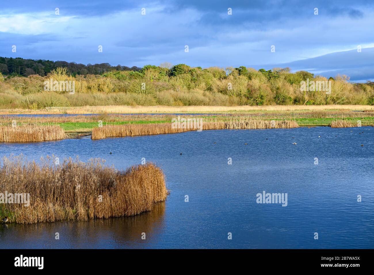 Burton Mere RSPB Reserve, Cheshire Stockfoto