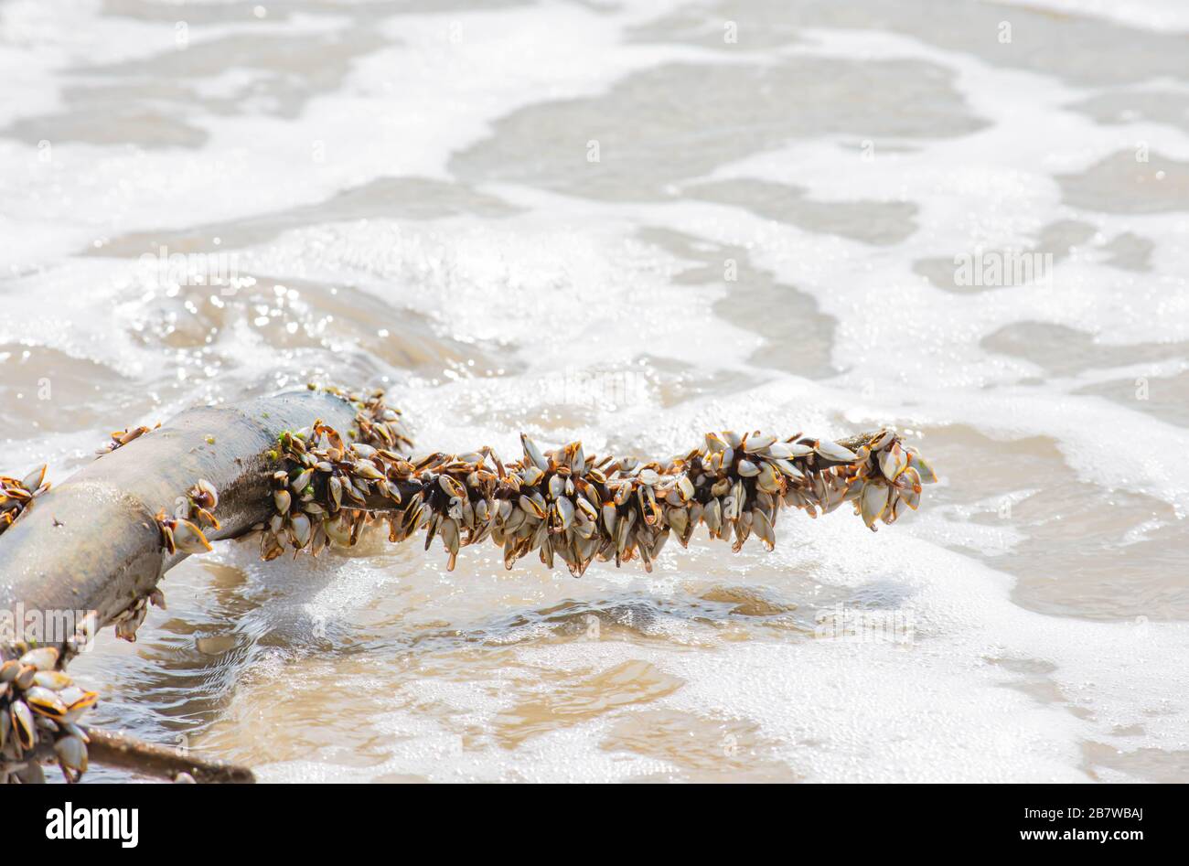 Viele weiße Schalen auf Bambus und Meer. Stockfoto