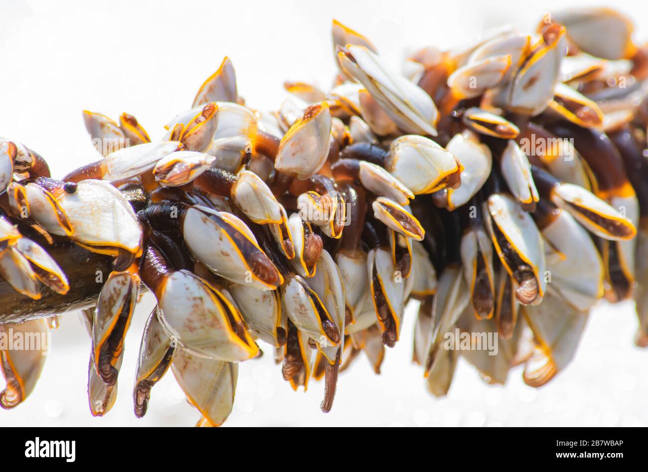 Viele weiße Schalen auf Bambus und Meer. Stockfoto