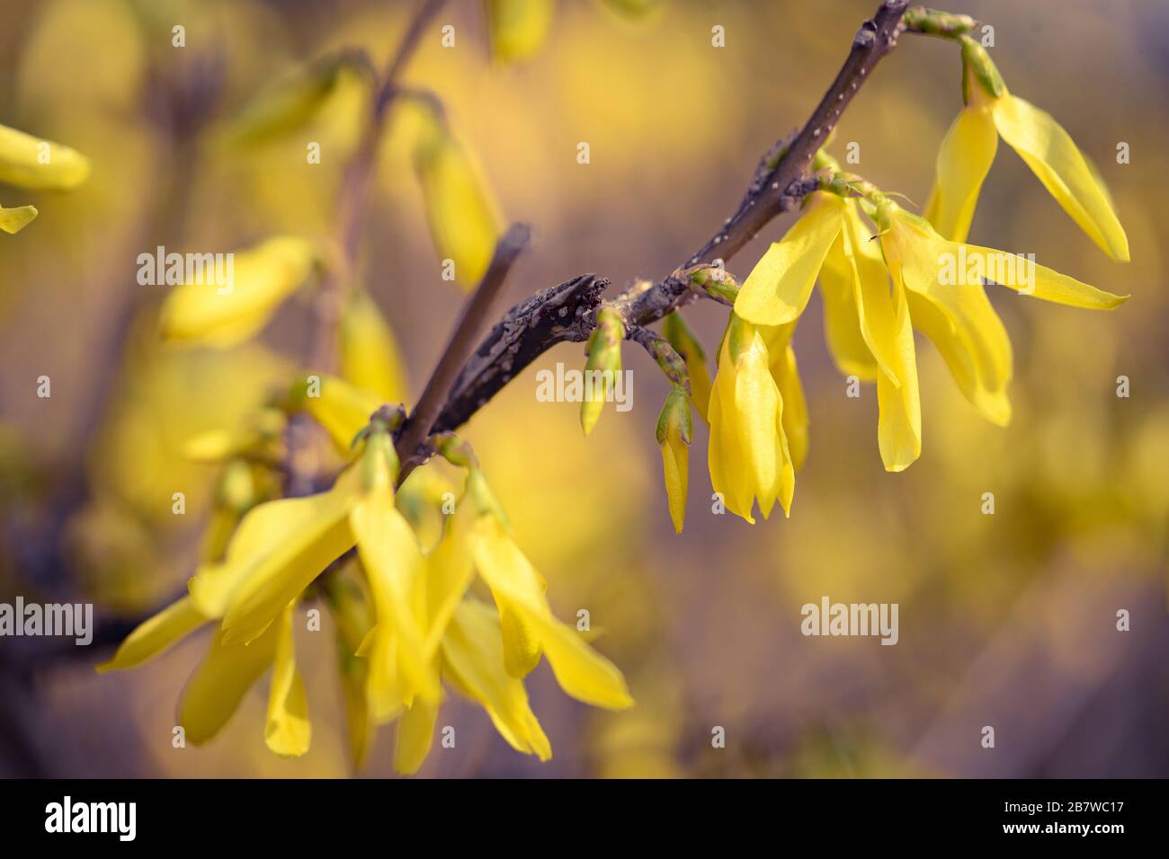 Forsythia blüht auf einem Zweig Stockfoto