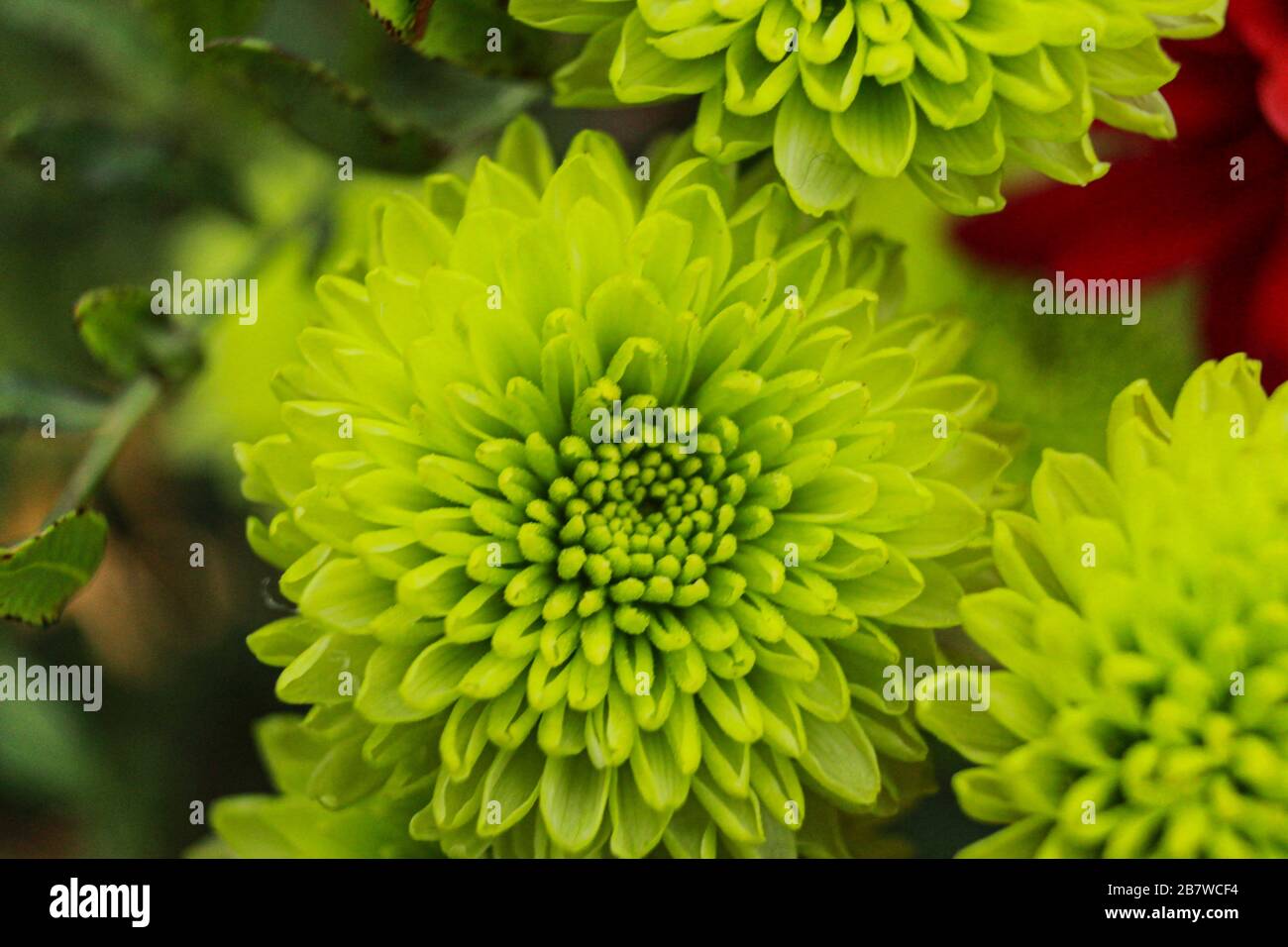 Die grüne Blume Stockfoto