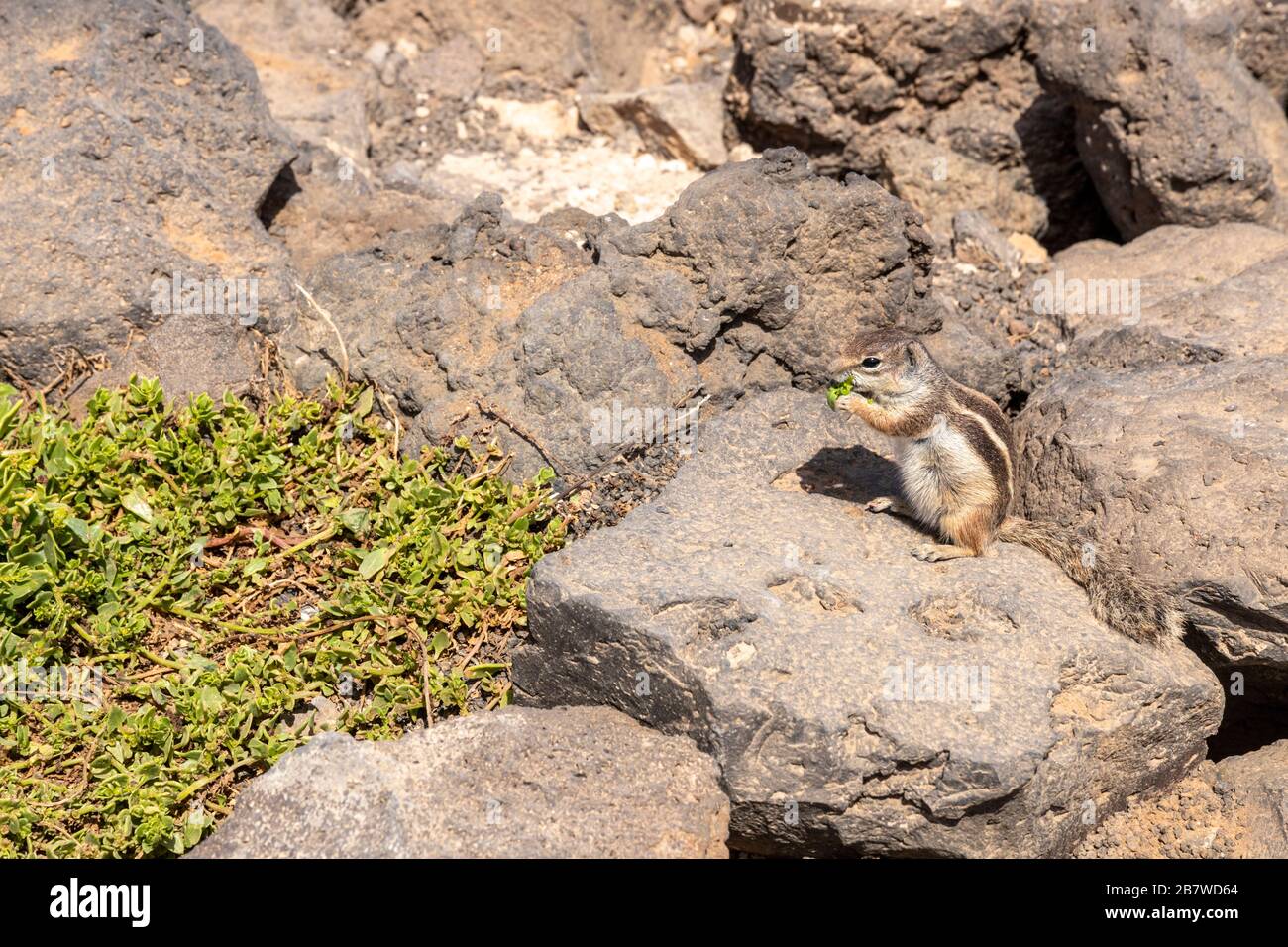 Ein Barbary Ground Squirrel (Atlantoxerus Getulus), das natürliche Vegetation am Caleta de Fuste an der Ostküste der Kanareninsel Fuerteventura isst Stockfoto
