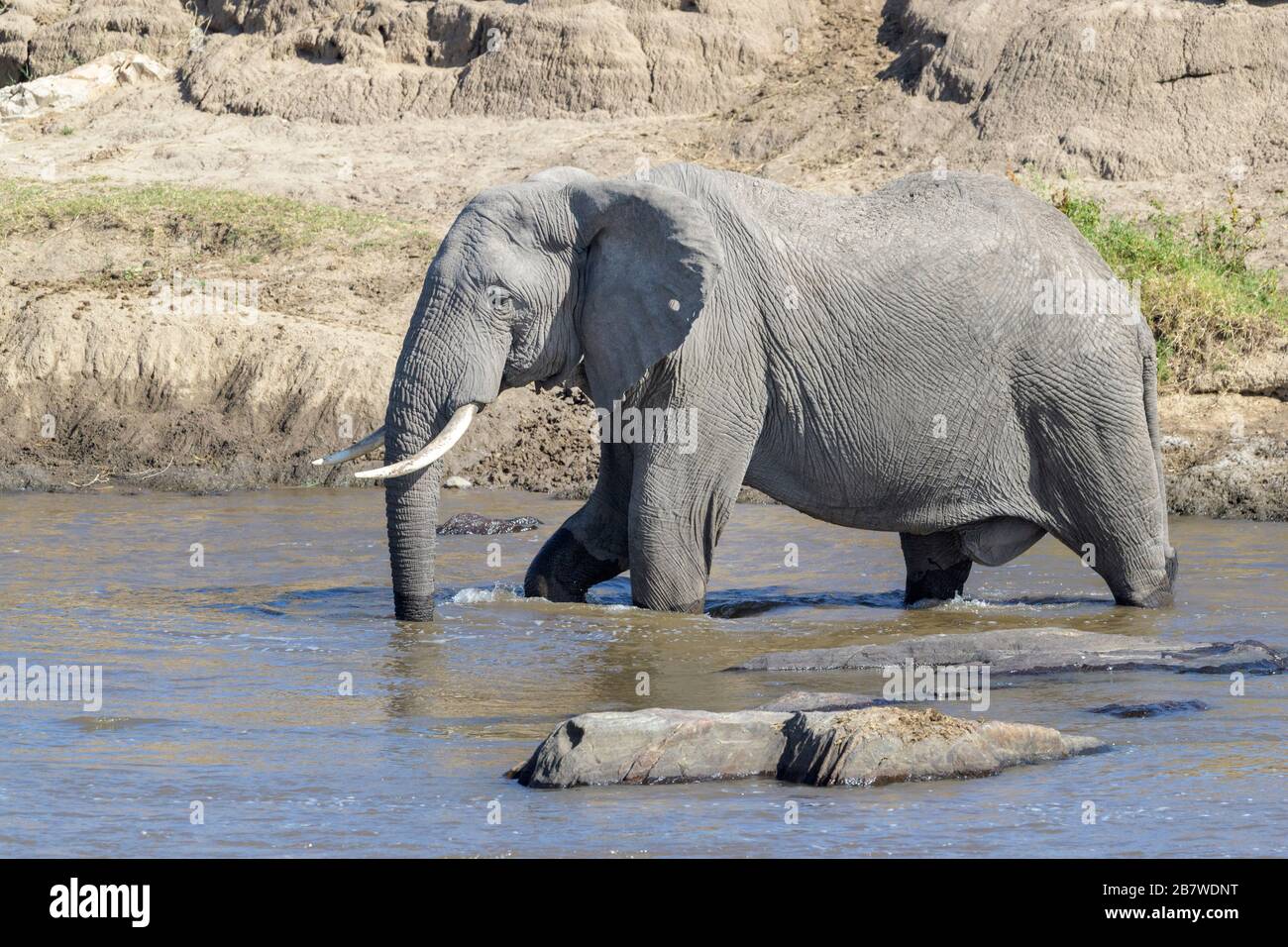 Afrikanischer Elefantenbulle (Loxodonta africana), der im Fluss Mara, im Nationalpark Serengeti, Tansania trinkt. Stockfoto