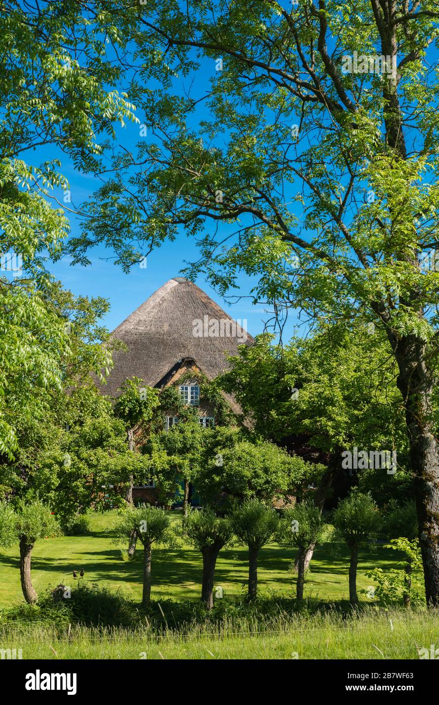 Haubarg, Bauernhaus mit riesigem Dachboden für Heu, typisch für die Landschaft Eiderstedt, Nordfriesland, Schleswig-Holstein, Norddeutschland, Mitteleuropa Stockfoto