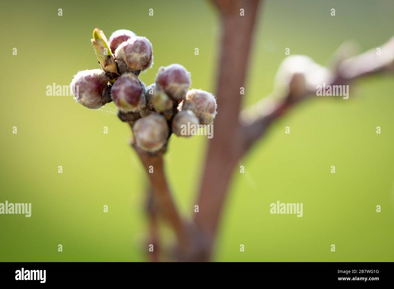 Pfirsichblüten Knospen vor einem unscharf grünen Hintergrund Stockfoto