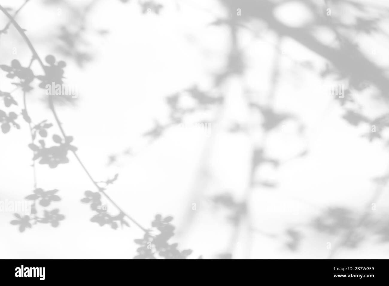 Overlay-Effekt für Foto. Graue Schatten von Kirschbaum blühenden Ästen an einer weißen Wand. Abstrakter neutraler Natur Konzepthintergrund für Design vorhanden Stockfoto