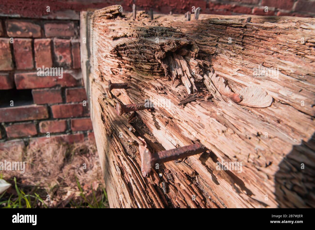 Alter Balken mit Nieten auf einem Backstein-Wandhintergrund. Es gibt alte rostige Nägel. Altes Holz wird von der Mittagssonne erhellt. Stockfoto