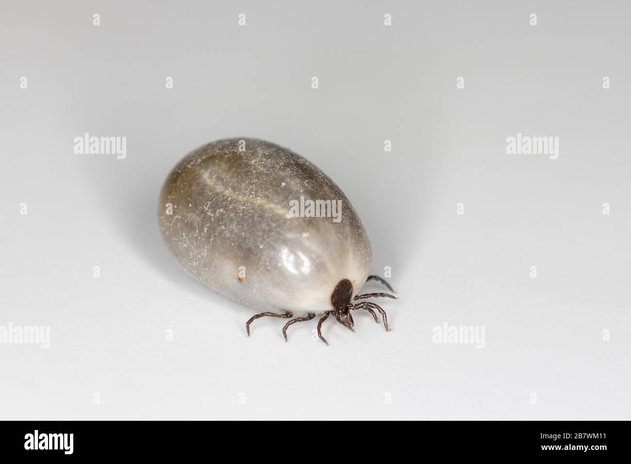 Makro der vollumfänglich verschmierten europäischen Castor-Bean-Zecke mit geschwollenem Abdomen auf weißem Latexhintergrund Stockfoto