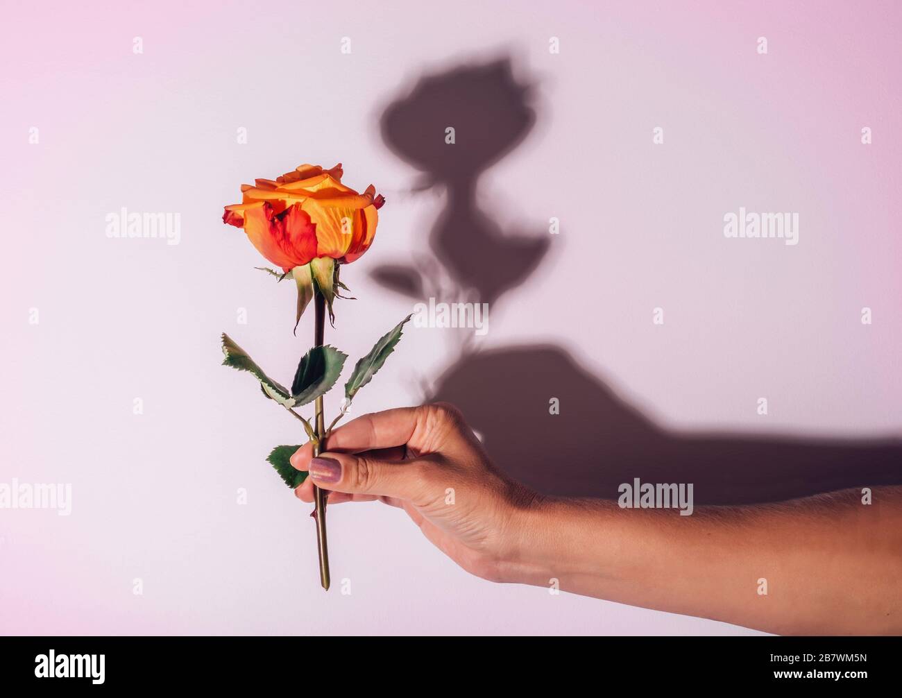 Orangefarbene Rose auf weißem, durchscheinendem Hintergrund und verschwommene Hände der Frau darunter. Konzept der Pflege und Zärtlichkeit für die Natur Stockfoto