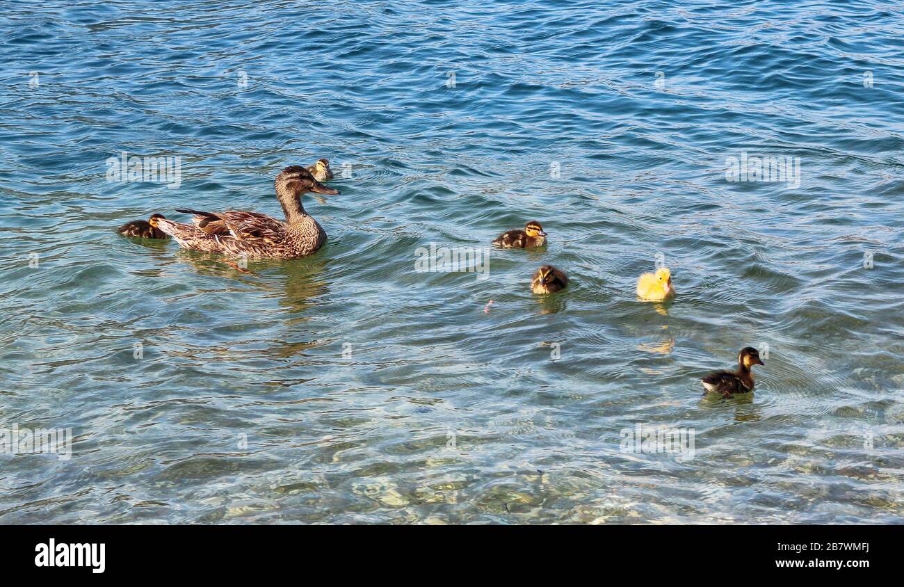 Kanäle auf dem Wasser. Ducklinge schwimmen mit ihrer Familie in einem Teich. Stockfoto