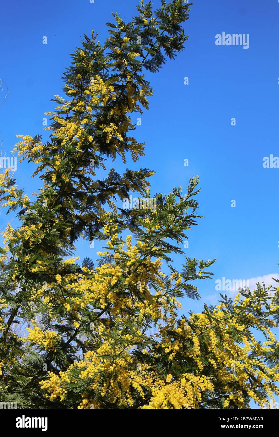 Akazie Dealbata ( Mimosa ) Baum mit leuchtend gelben Blumen gegen den blauen Himmel am sonnigen Frühlingstag Stockfoto