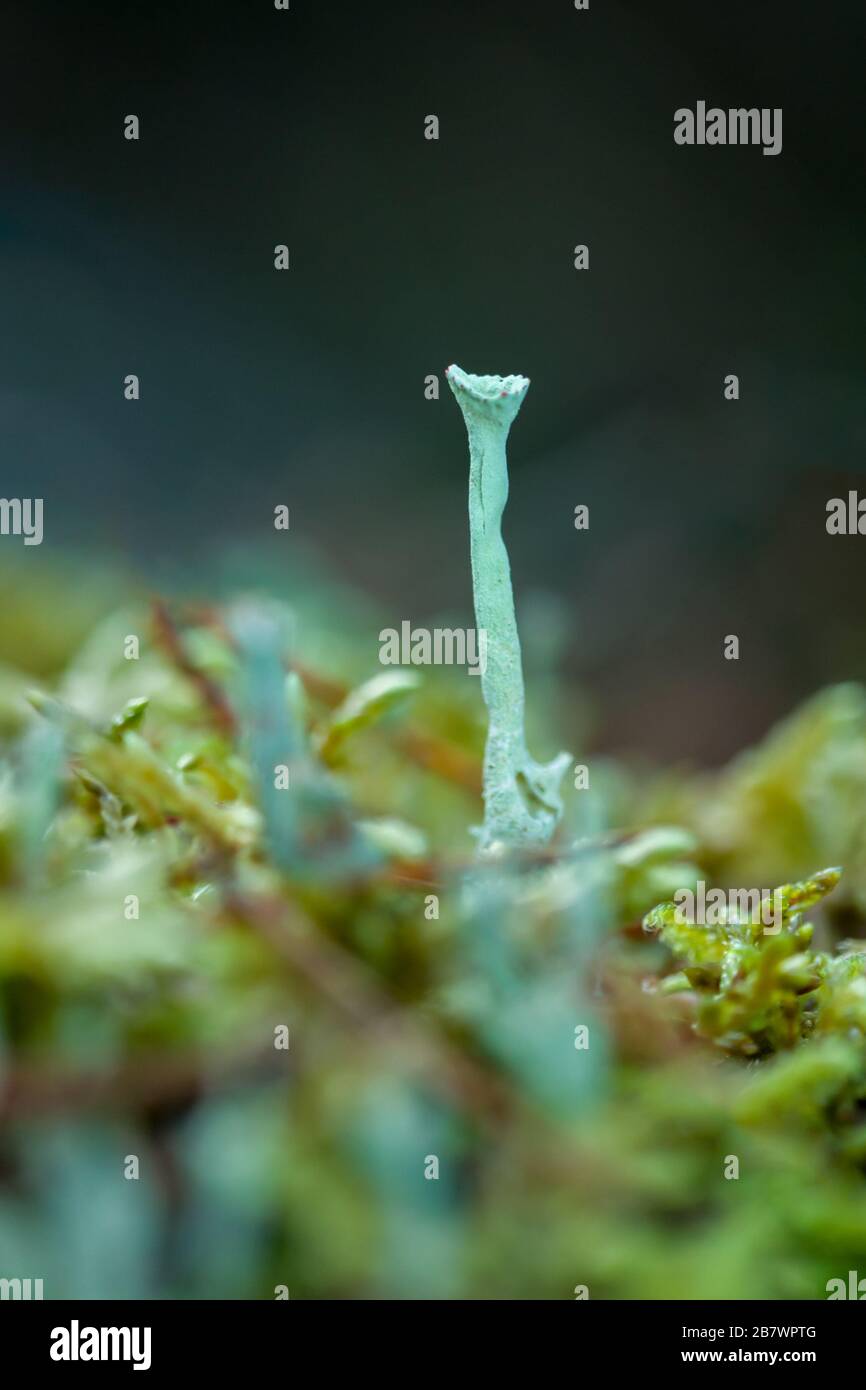 Cladonia schwefelina hellgrüner Kamin wie Flechten Stockfoto