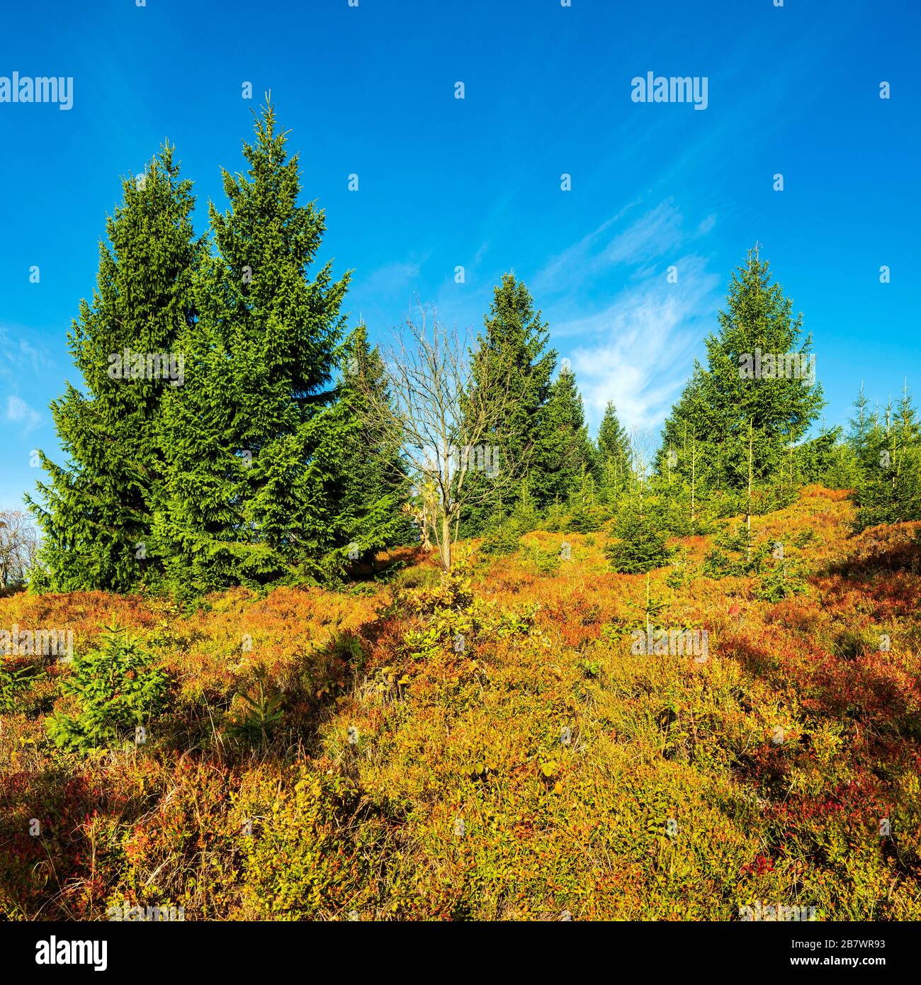 Hochmoor auf dem Kamm des Erzgebirges mit Fichten und Heidelbeersträuchern im Herbst, Erzgebirge, Dlouha Louka, Tschechien Stockfoto