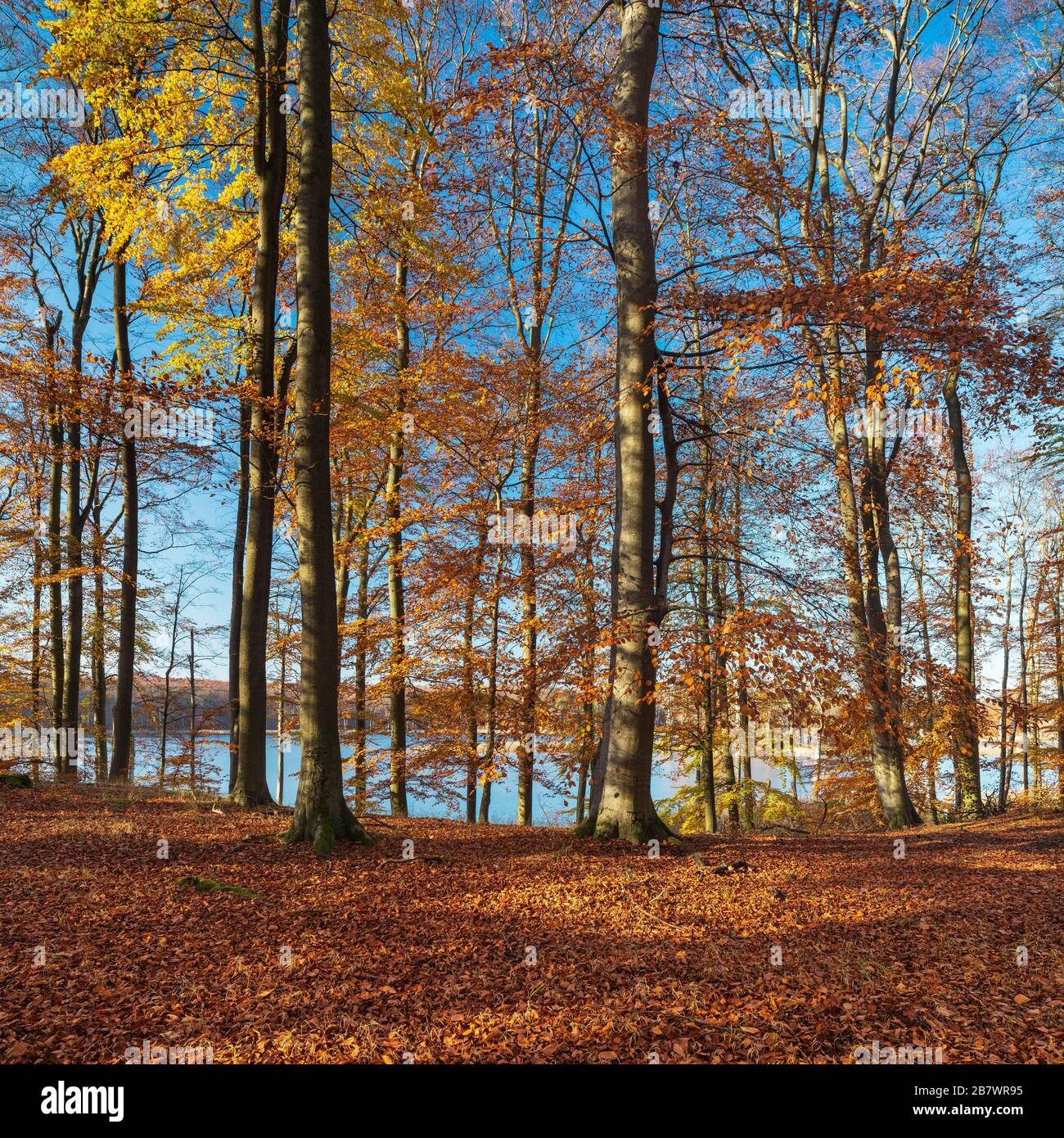 Unberührter Buchenwald im Herbst, goldenes Laub, im Rücken der Schweingartensee, Nationalpark Mueritz, Teilgebiet Serrahn, UNESCO-Weltnaturerbe Stockfoto