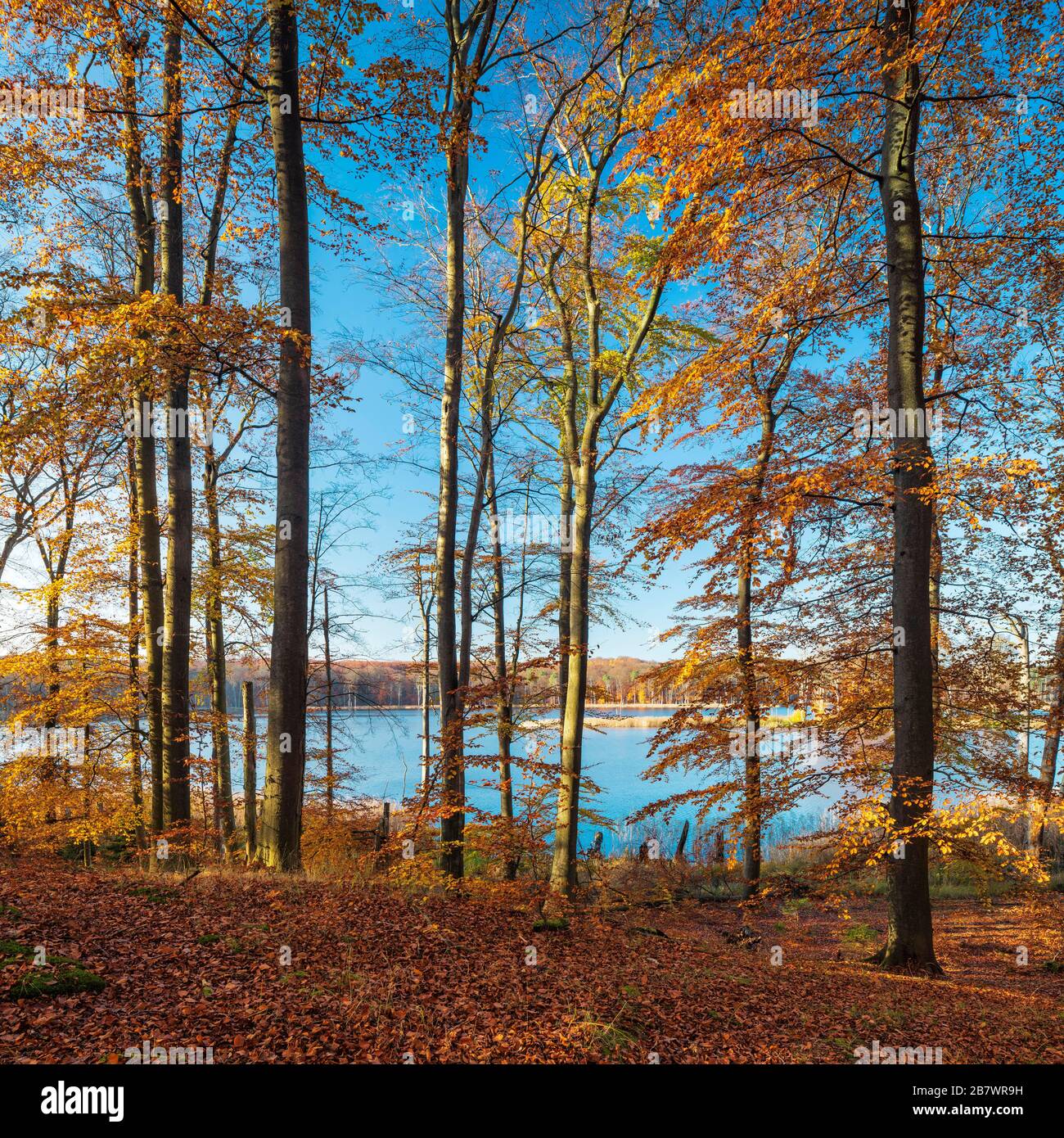 Unberührter Buchenwald im Herbst, goldenes Laub, im Rücken der Schweingartensee, Nationalpark Mueritz, Teilgebiet Serrahn, UNESCO-Weltnaturerbe Stockfoto