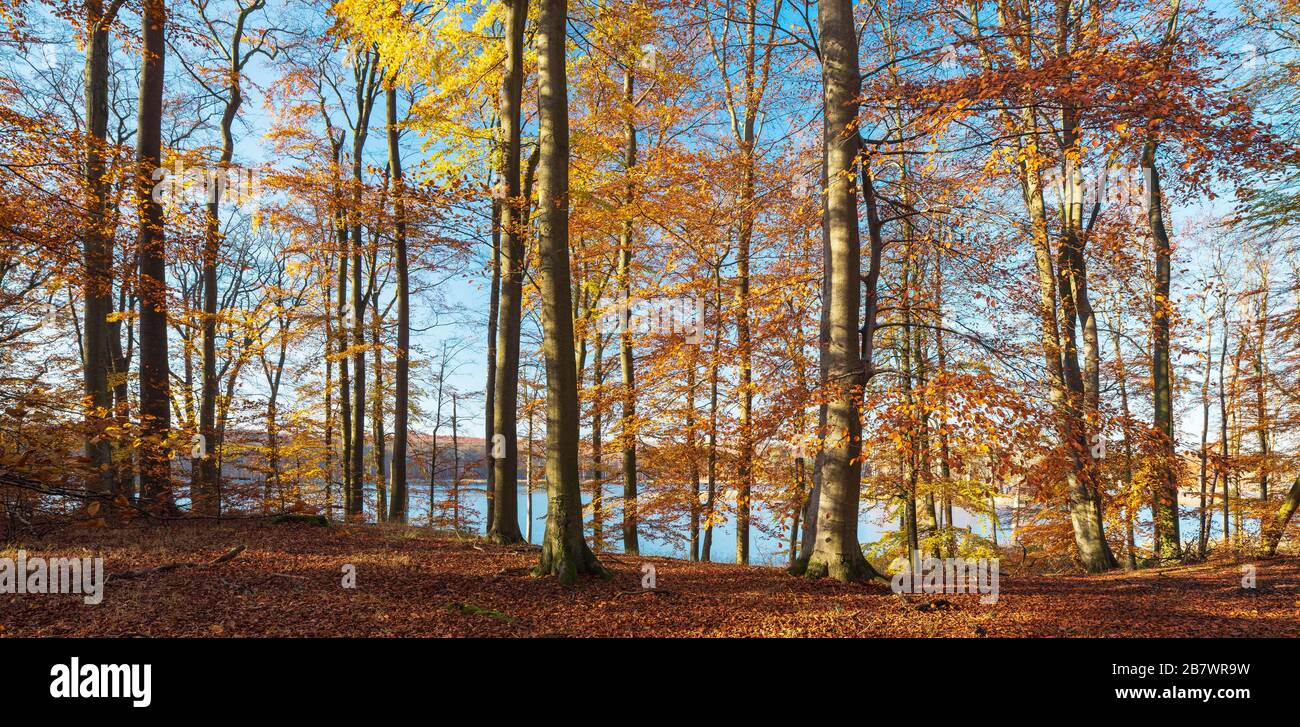 Unberührter Buchenwald im Herbst, goldenes Laub, im Rücken der Schweingartensee, Nationalpark Mueritz, Teilgebiet Serrahn, UNESCO-Weltnaturerbe Stockfoto