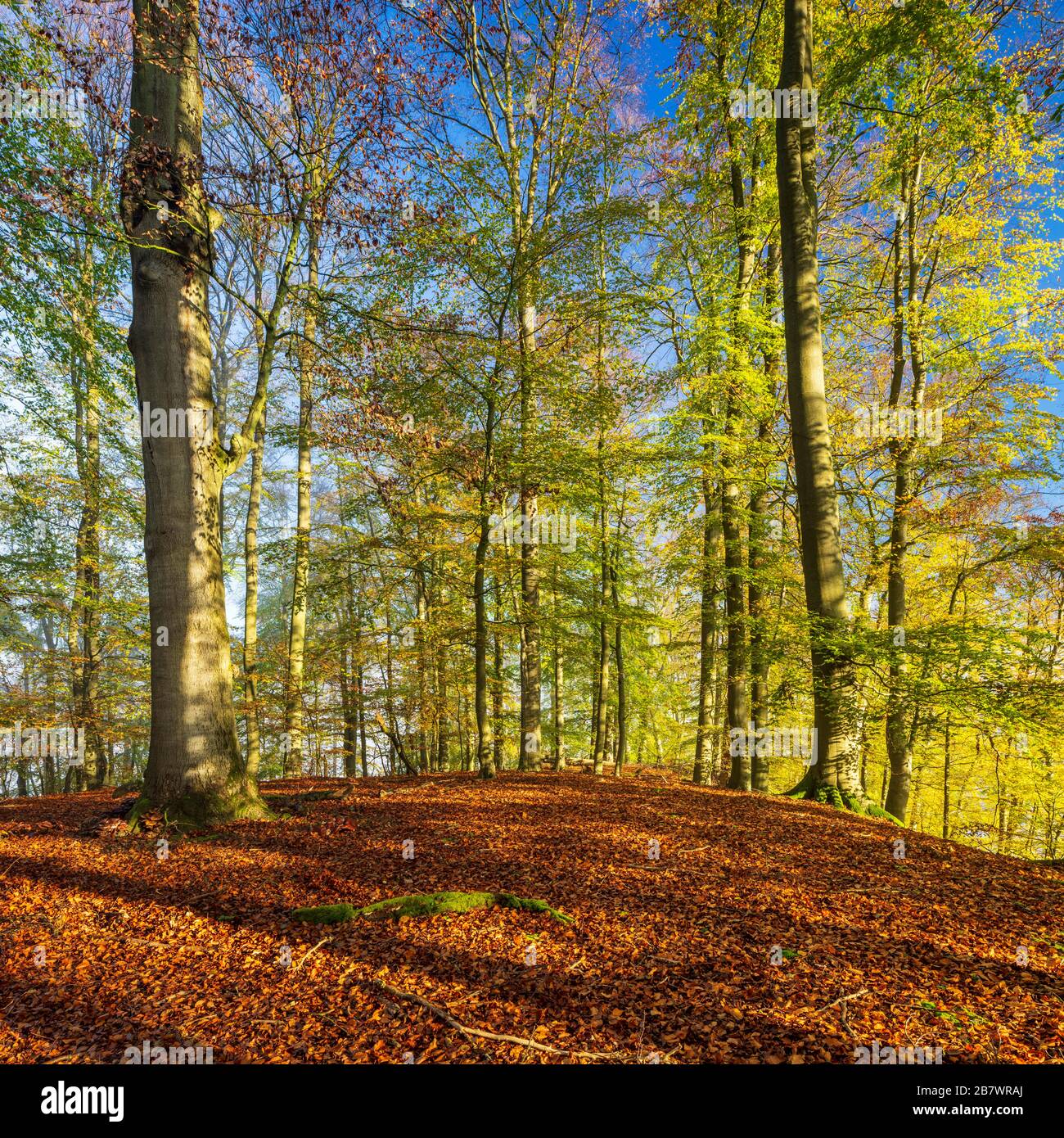 Sonniger unberührter Buchenwald im Herbst, Nationalpark Mueritz, Teilgebiet Serrahn, UNESCO-Weltkulturerbe Jungbuchenwälder der Stockfoto