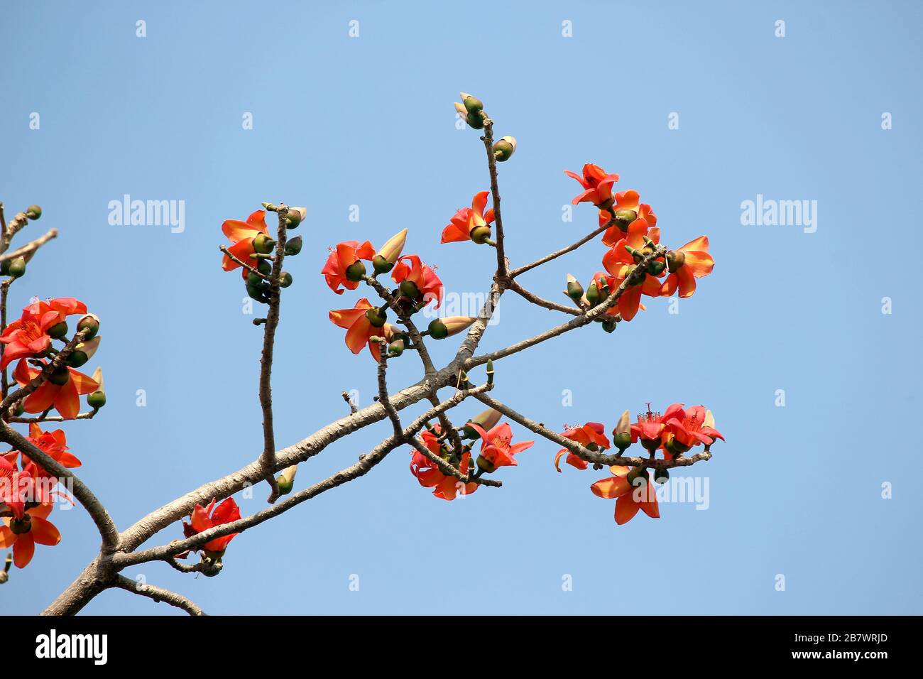 Blume des Bombax ceiba Baums oder der Blume Baumwolle auf Baum Stockfoto
