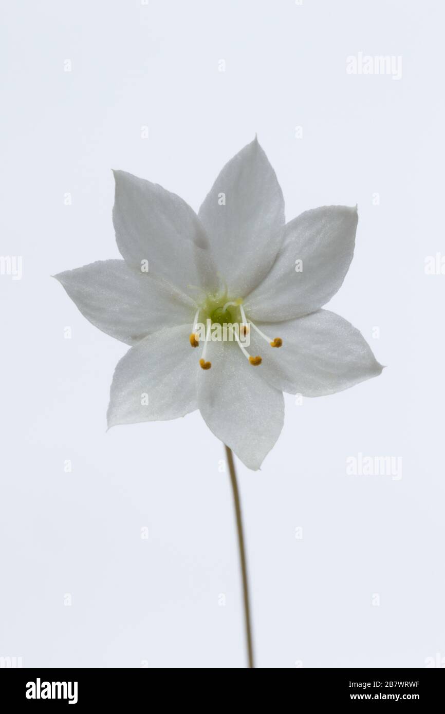 Kicherweed wintergrün oder Arktis Sternblume Trientalis europaea Blume fotografiert in einem Studio Stockfoto