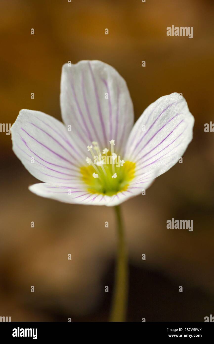 Wood Sorrel Oxalis acetosella weiße und violette Blumen Stockfoto