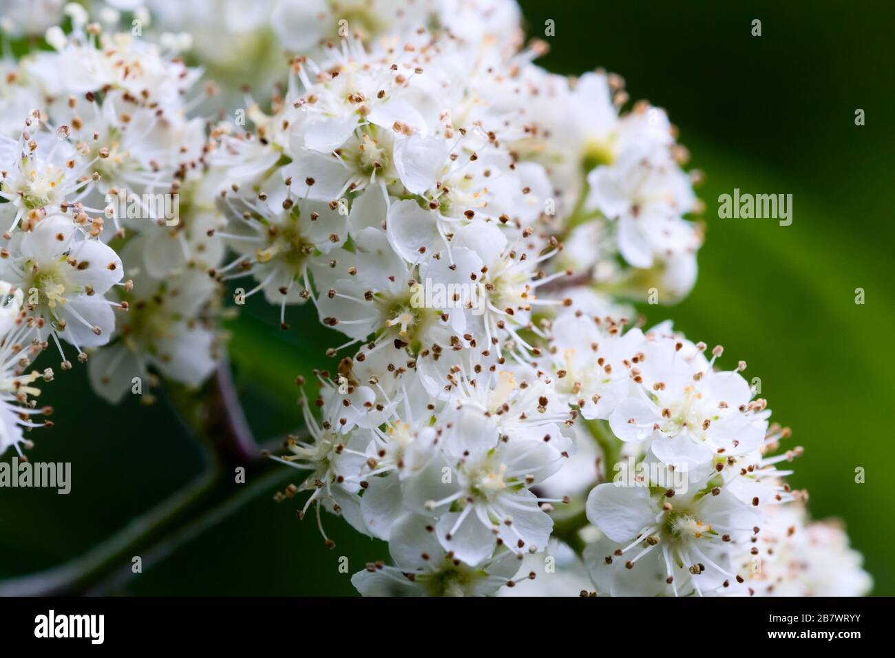 Rowan oder Gebirgsasche Sorbus Aucuparia weiße Blumen Stockfoto