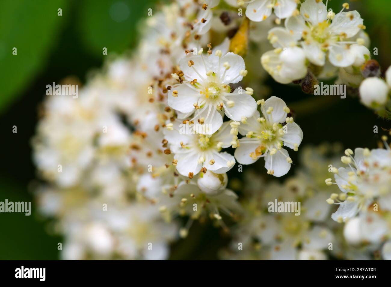 Rowan oder Gebirgsasche Sorbus Aucuparia weiße Blumen Stockfoto