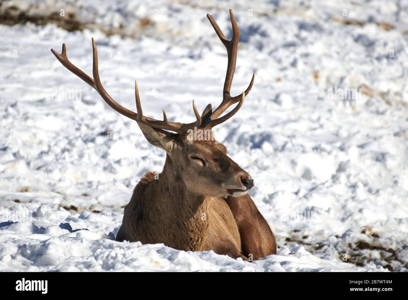 Karpaten braune Deer(Cervus elaphus) in der Natur im Winter Zeit, Rumänien, Europa Stockfoto