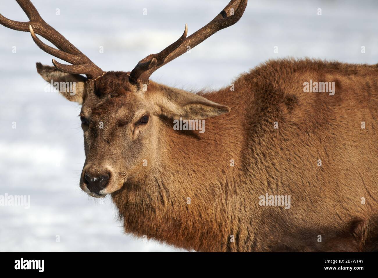 Karpaten braune Deer(Cervus elaphus) in der Natur im Winter Zeit, Rumänien, Europa Stockfoto