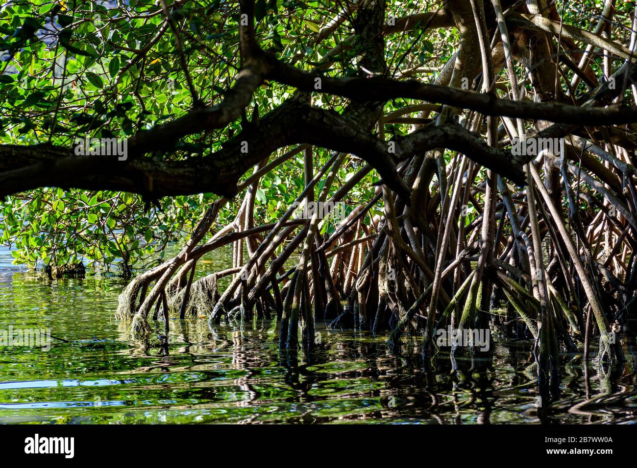 Dichte Mangrovenvegetation über Wasser in einem Gebiet mit konservierter Umgebung in Brasilien Stockfoto