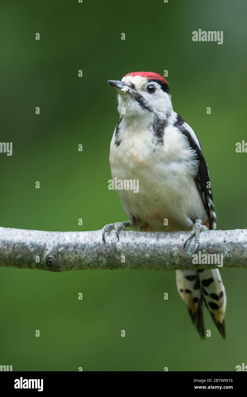 Juvenile Great Spotted Specht, Dendrocopos Major, thront auf einem kleinen Baumzweig Stockfoto