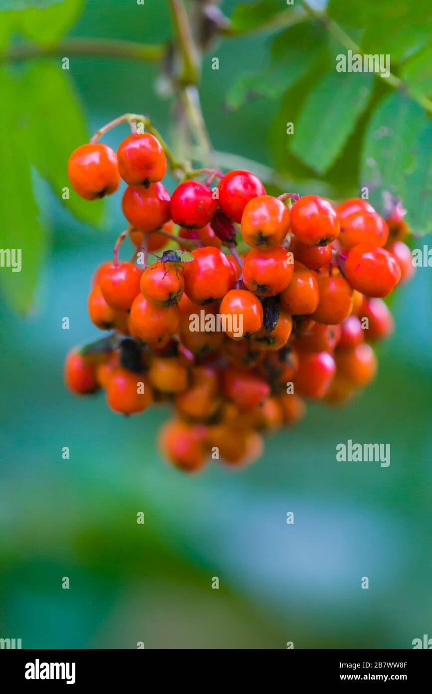 Rowan, Sorbus Aucuparia, Beeren Stockfoto