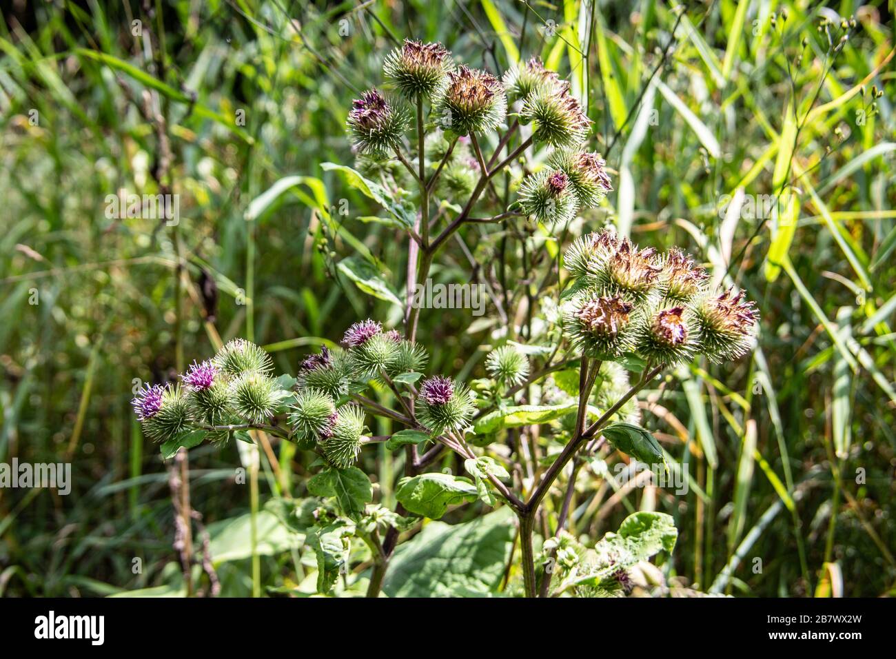 Klettpflanzen mit Samen am Waldrand Stockfoto