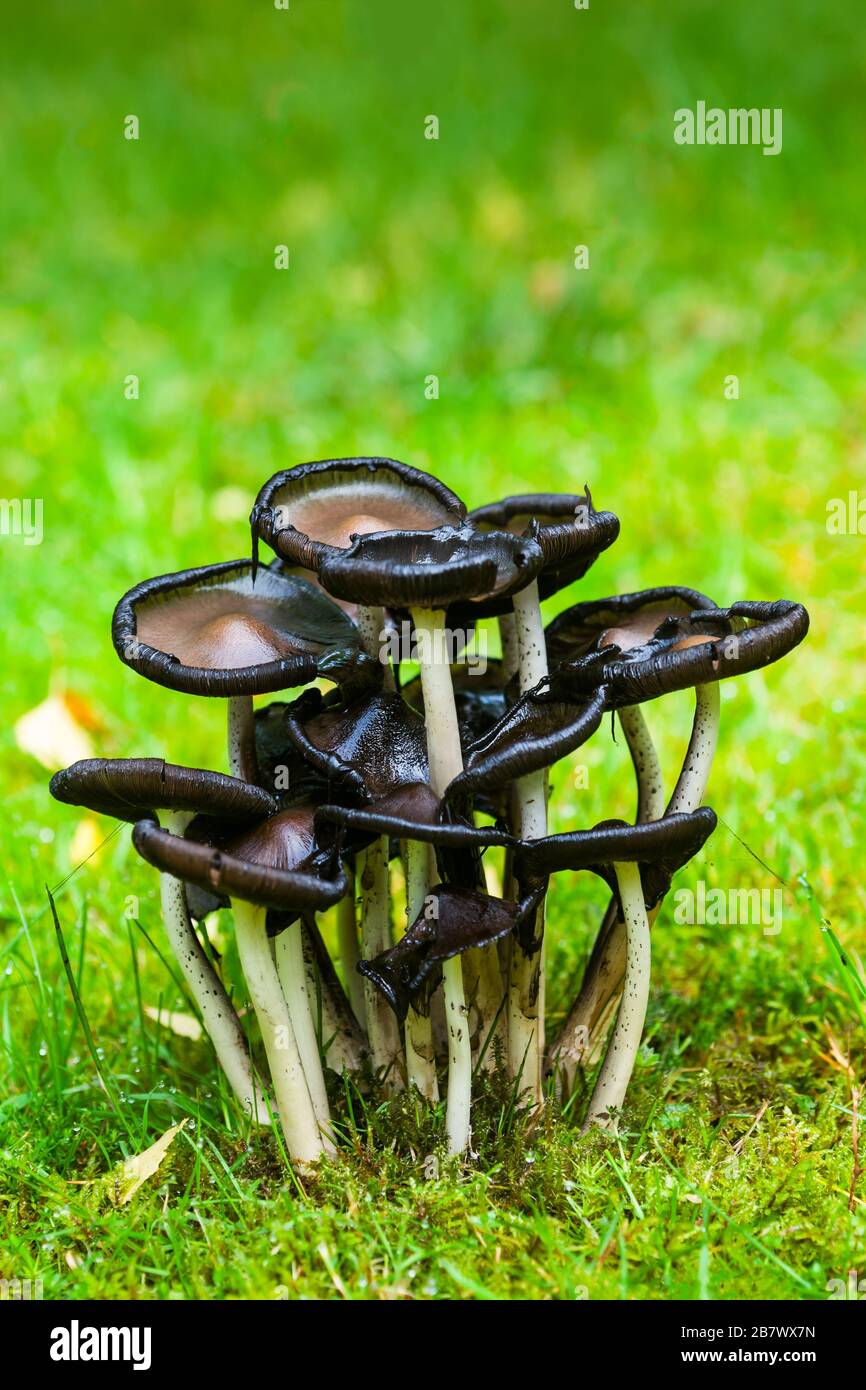 Common Ink Cap Coprinopsis atramentaria oder Corpinus atramentarius pilz oder Toadstool auch als Inky Cap bekannt Stockfoto