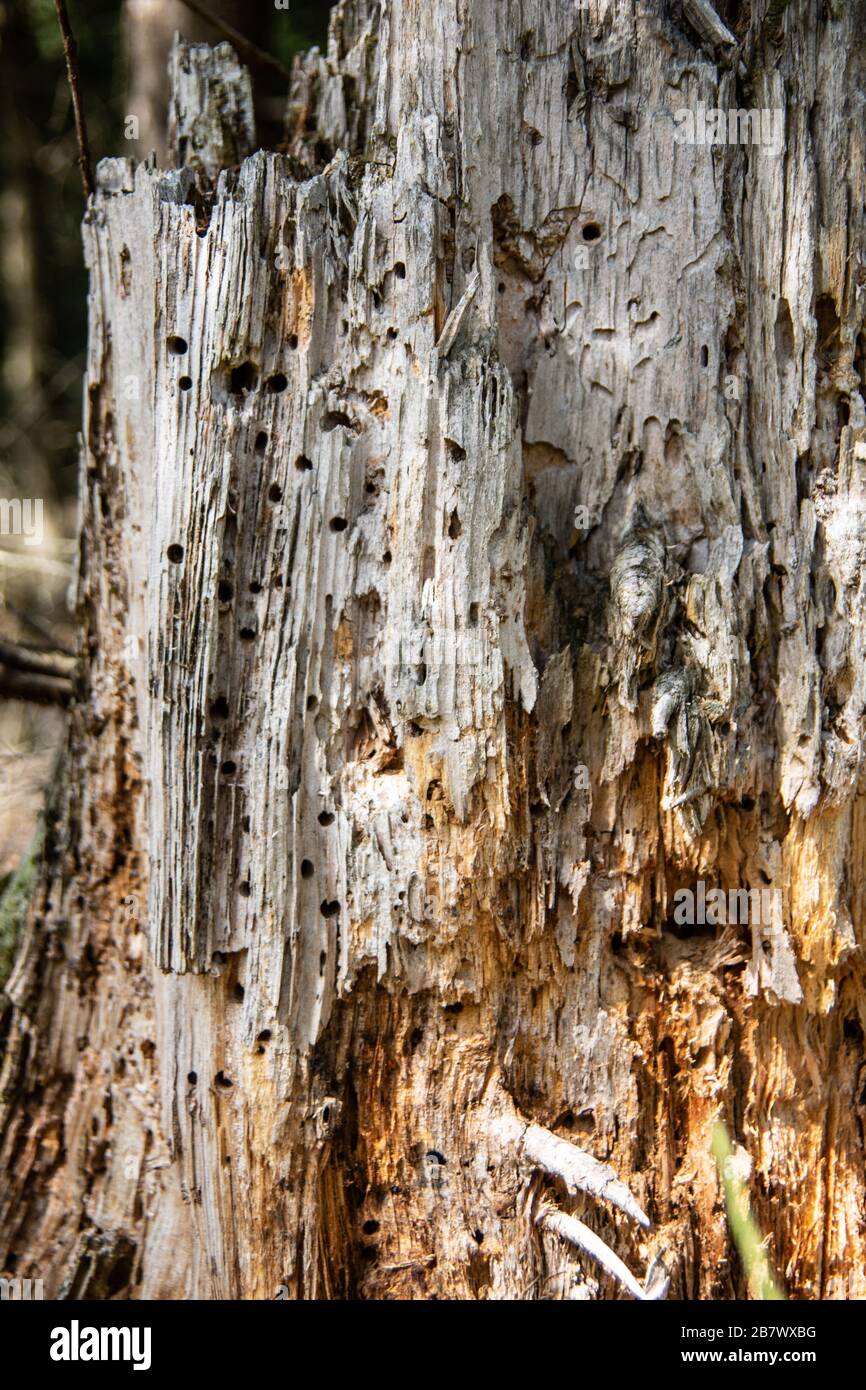 Baumstamm von Rindenkäfern zerstört Stockfoto