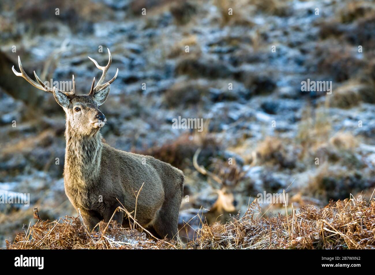 Der männliche Rote Hirsch Cervus elaphus sticht im Winterhochland Schottlands Stockfoto