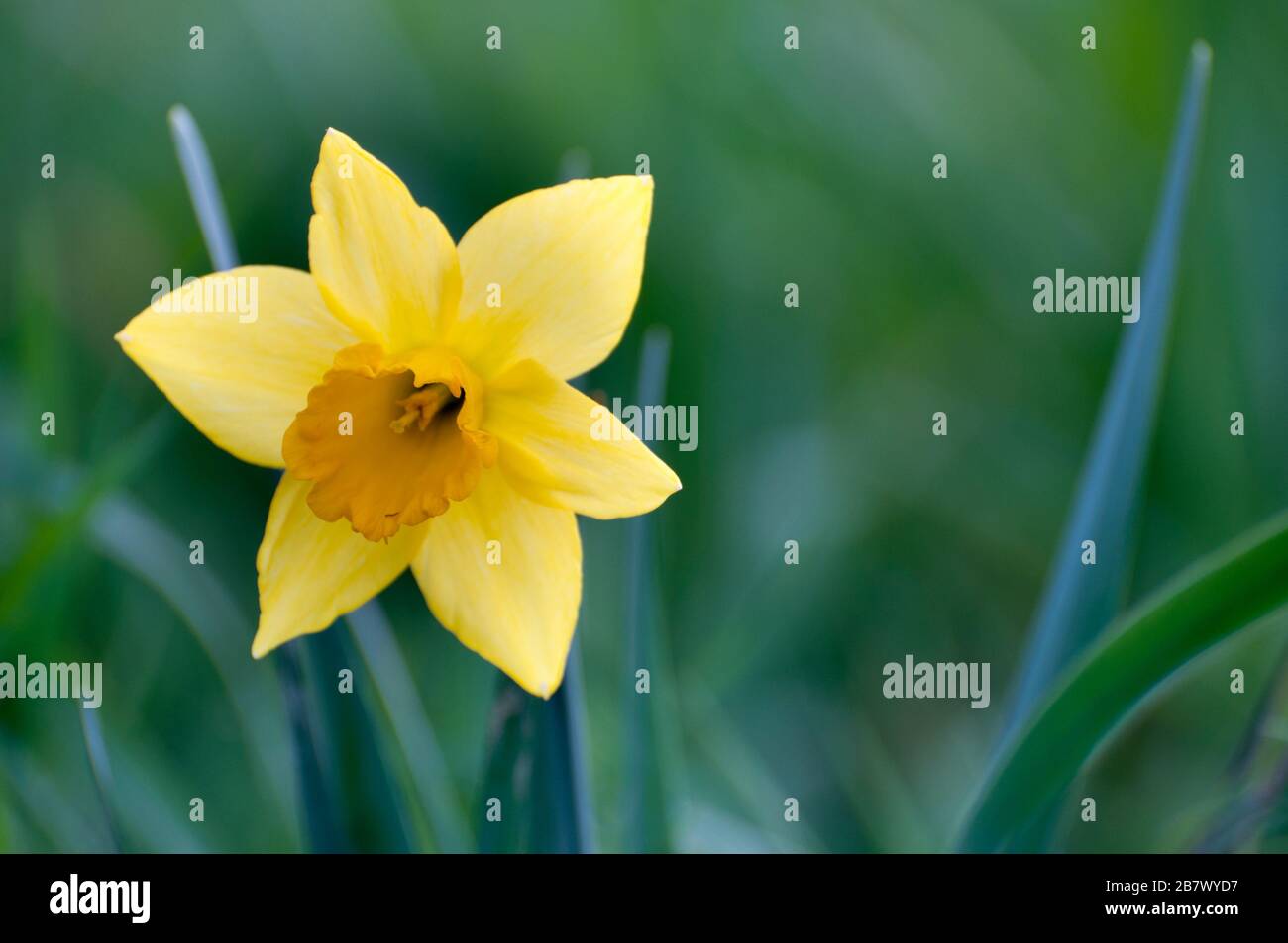 Nahaufnahme eines wilden, gelben Blumenraums .copy Stockfoto